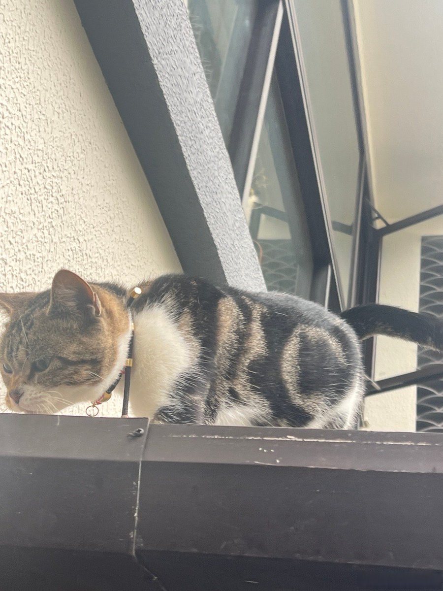 thegodessofwar's tweet photo. Just spent 20 mins petting a stray cat that showed up on my porch. Now my chest feels all warm and fuzzy—small wins hit different! https://t.co/wi2IWT0hhX
