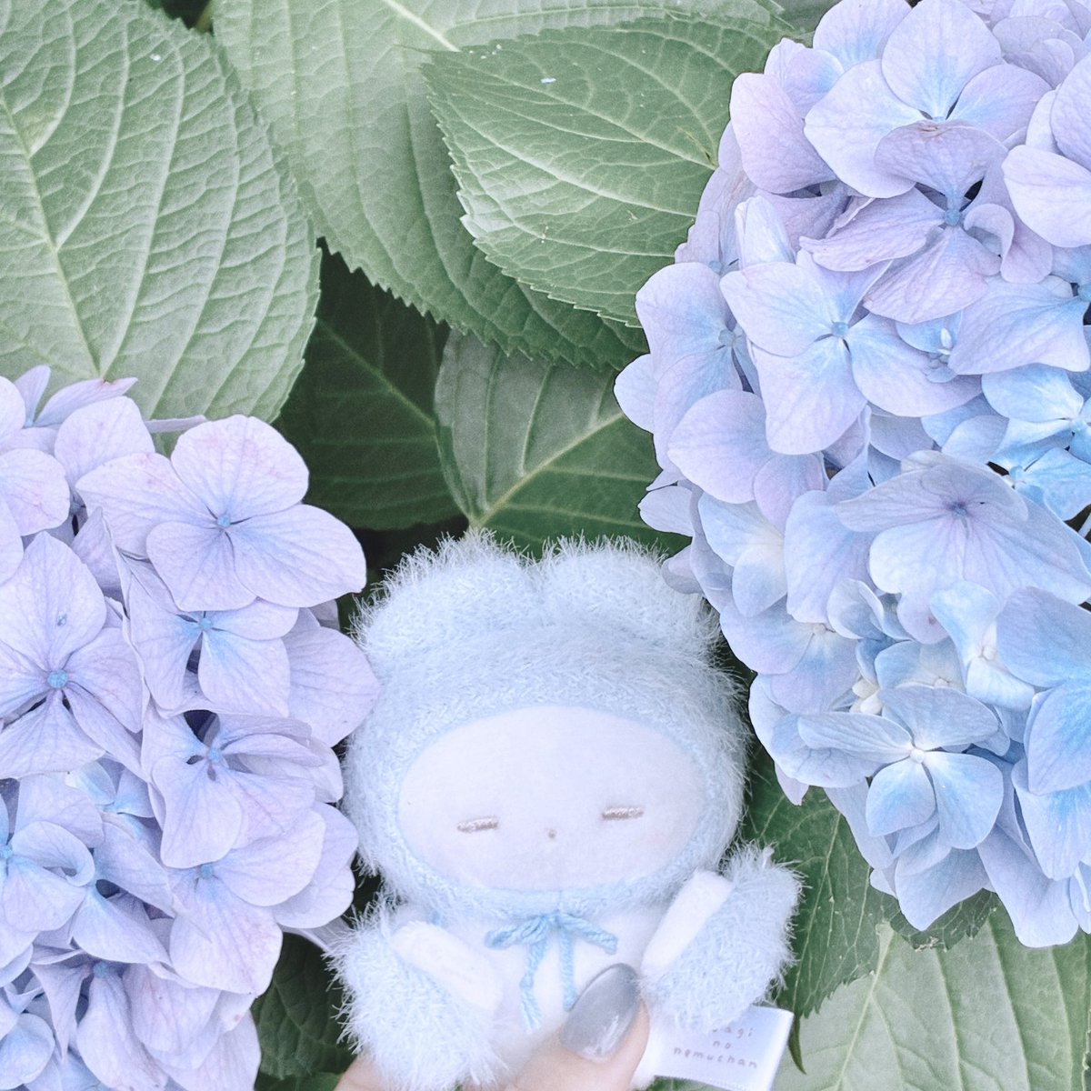 omuricedane422's tweet photo. ろくがつに みるくねむちゃんと紫陽花をみにいったよ いっぱいさいてて綺麗だったね

 #うさぎのねむちゃん https://t.co/yaHoKgmOyU