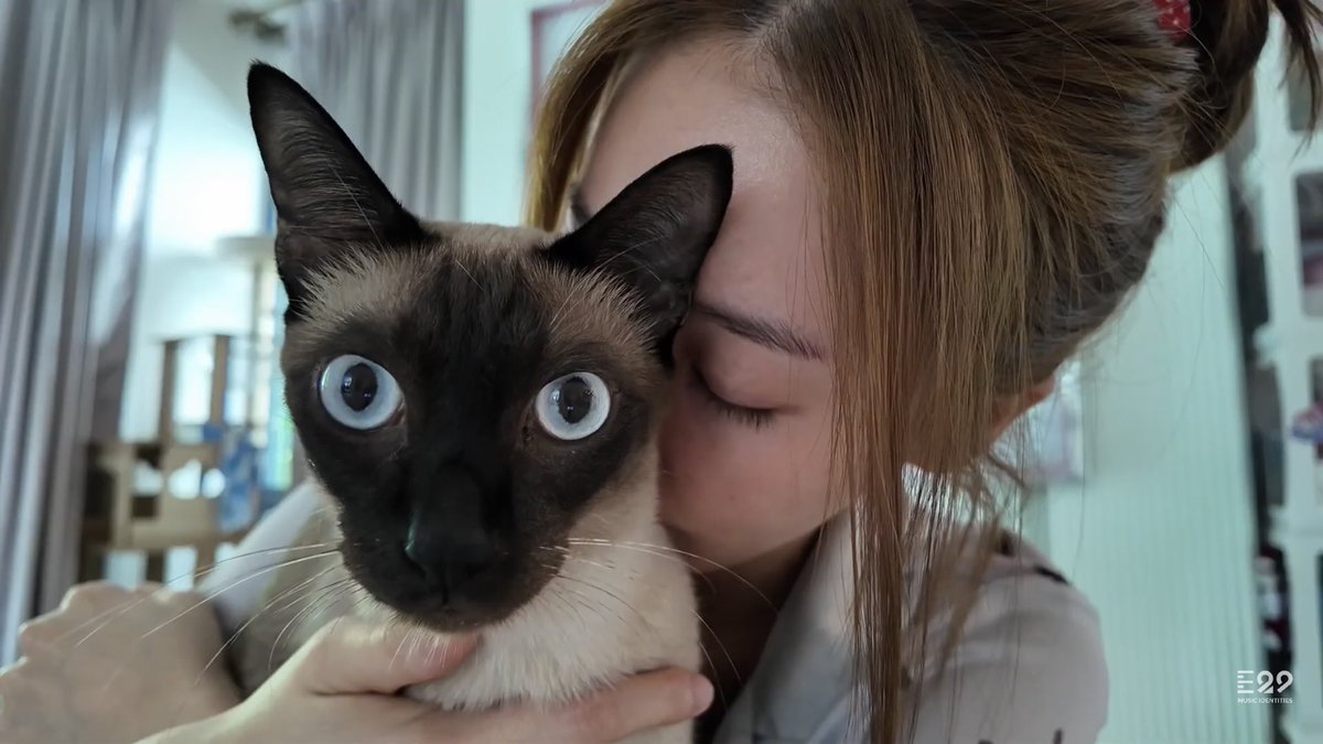twomoonsxxo's tweet photo. Penguin é o gato mais fofo que existe e eu queria ter a sorte que ele tem 🥹😸

#TPJSVlogEP4 
#TungpangJessie https://t.co/6YZn5aCdnI