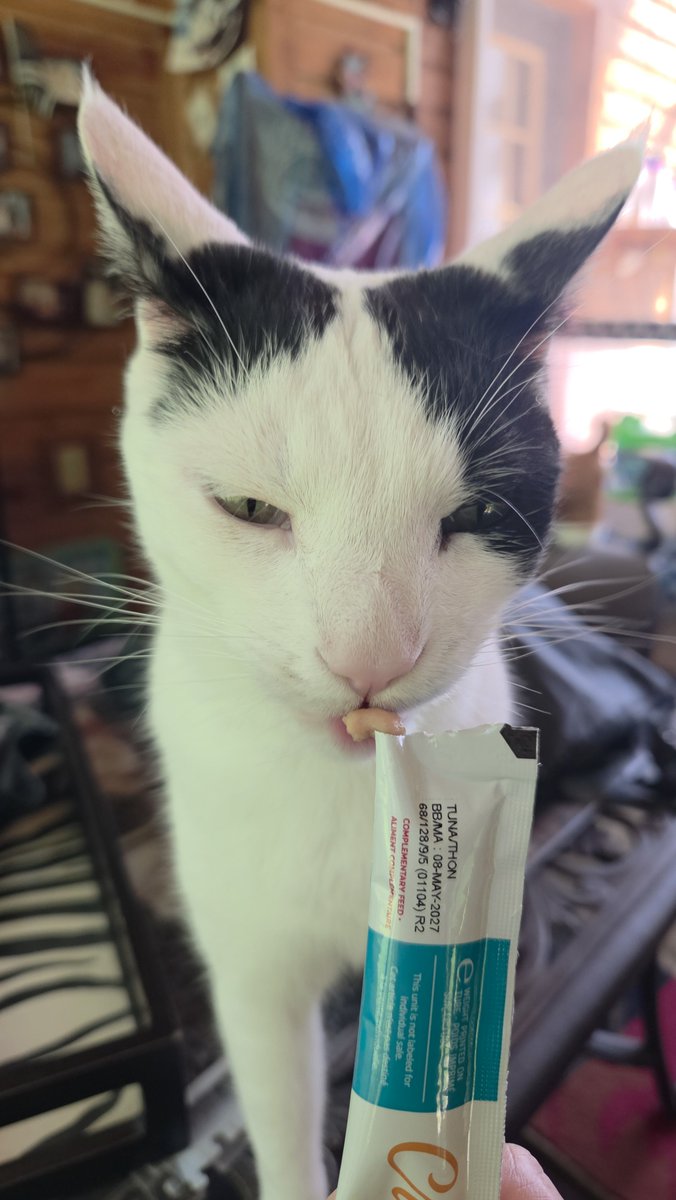 TheSprinklesCat's tweet photo. Tuna go-gurt in the catio is the best! When I'm done wif my snack, back to burd watching pawtrol! Hope mew have a purrfect #Caturday! #cowcat #CatsOfTwitterX #AdoptDontShop #StaySafeFurrends https://t.co/vlVXm2rBQ9