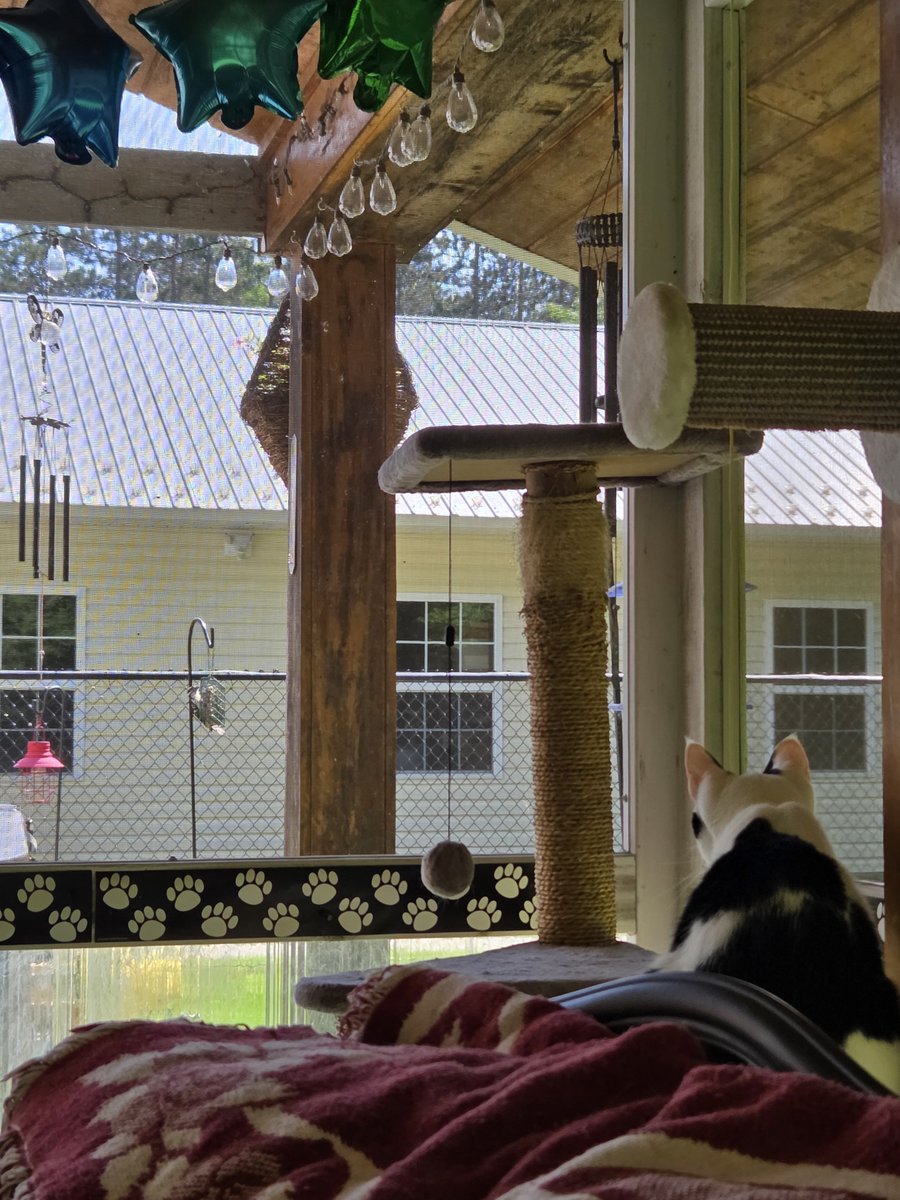 TheSprinklesCat's tweet photo. Tuna go-gurt in the catio is the best! When I'm done wif my snack, back to burd watching pawtrol! Hope mew have a purrfect #Caturday! #cowcat #CatsOfTwitterX #AdoptDontShop #StaySafeFurrends https://t.co/vlVXm2rBQ9