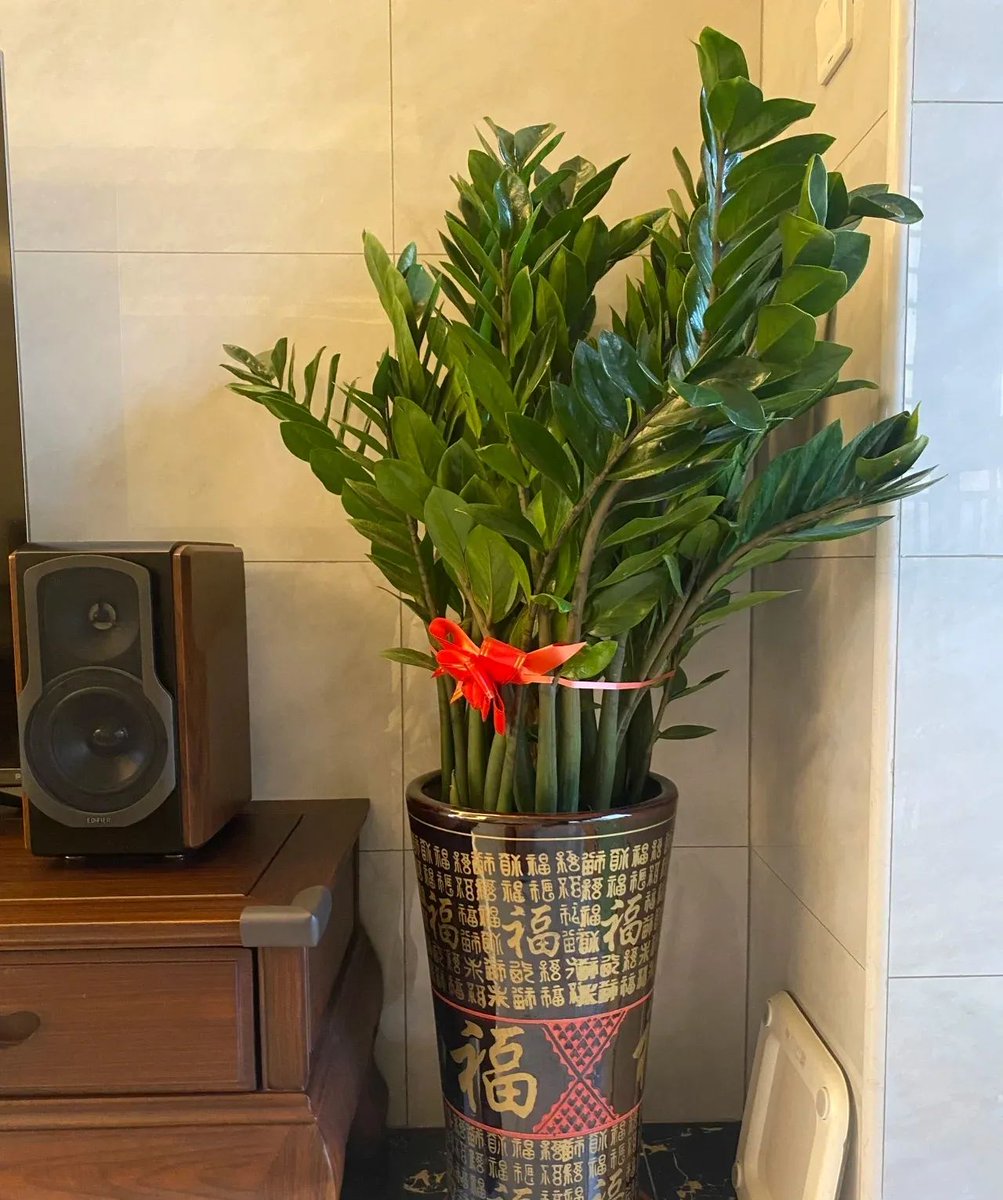 EpicHant's tweet photo. Pro tip for your pothos! Water once the top 2 inches of soil feel dry, keep in bright indirect light, and trim yellow leaves to boost new growth. Happy planting!， https://t.co/81W465B6tc