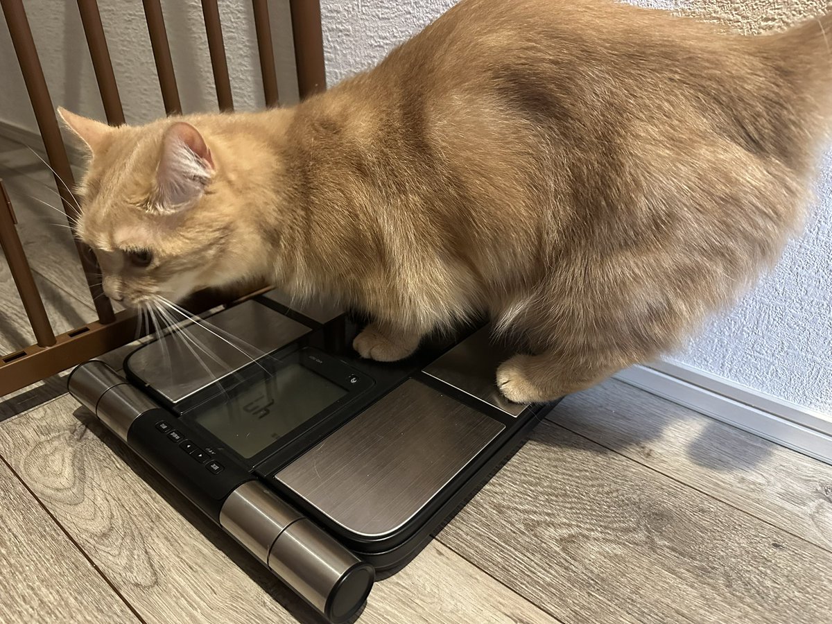 gorogoromocha's tweet photo. 2026/07/25
一昨日モカが265週齢を迎えたので成長記録🐈
今日はモカピのシャワーデー😾🚿
頑張りました😘
体重：4.7kg
#モカ成長記録 #265週齢 #猫 #マンチカン #cat #munchkin https://t.co/umOzG4bAuV