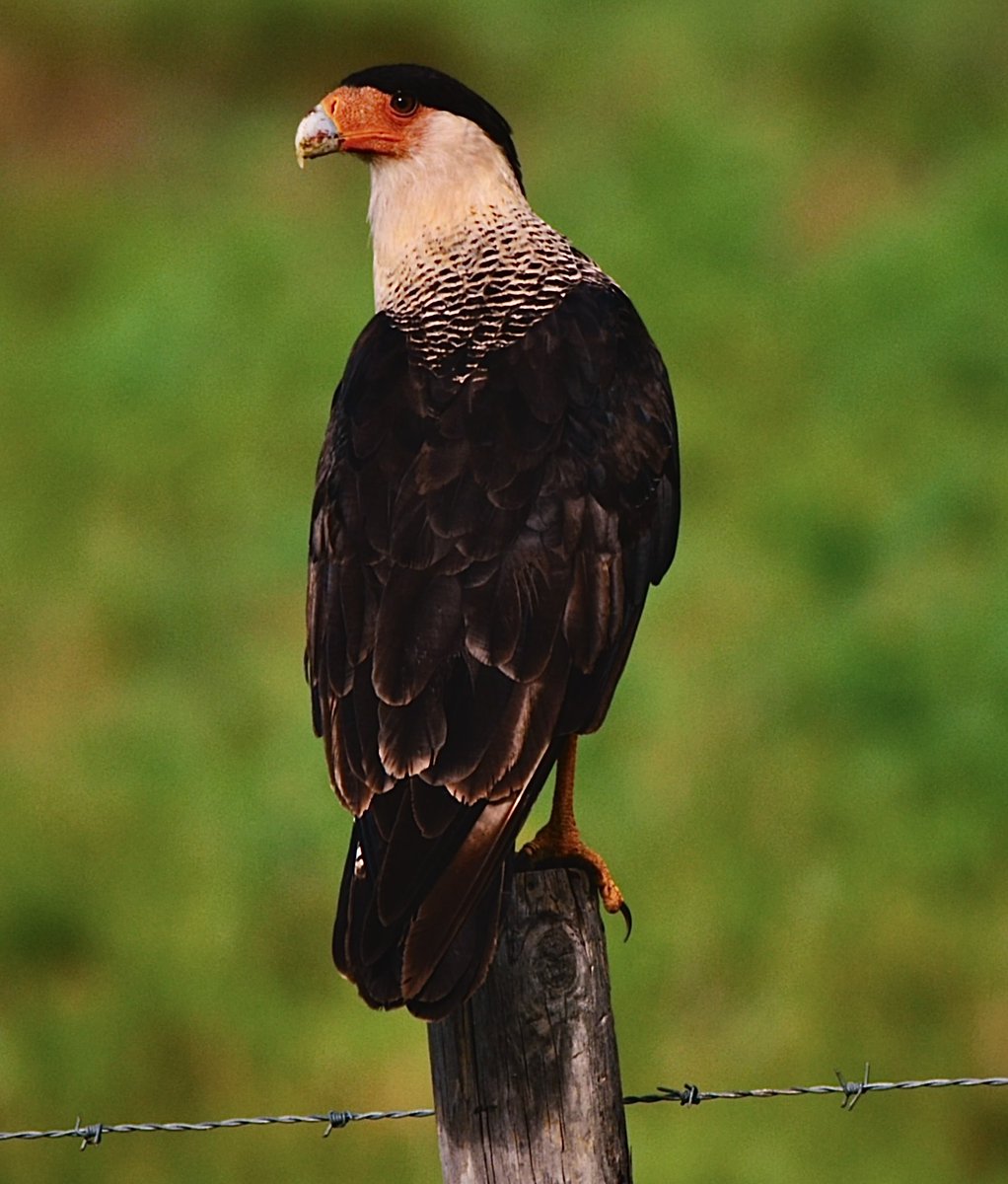 KwikWarren's tweet photo. I saw this Audubon’s crested caracara in Kenansville…just south of Orlando. It was putting the finishing touches on eating something. I get a kick out of seeing these birds—that are on the Endangered Species List—because they look like they’re wearing bad toupees. LOL. #Birding https://t.co/ScW0LFYIHE