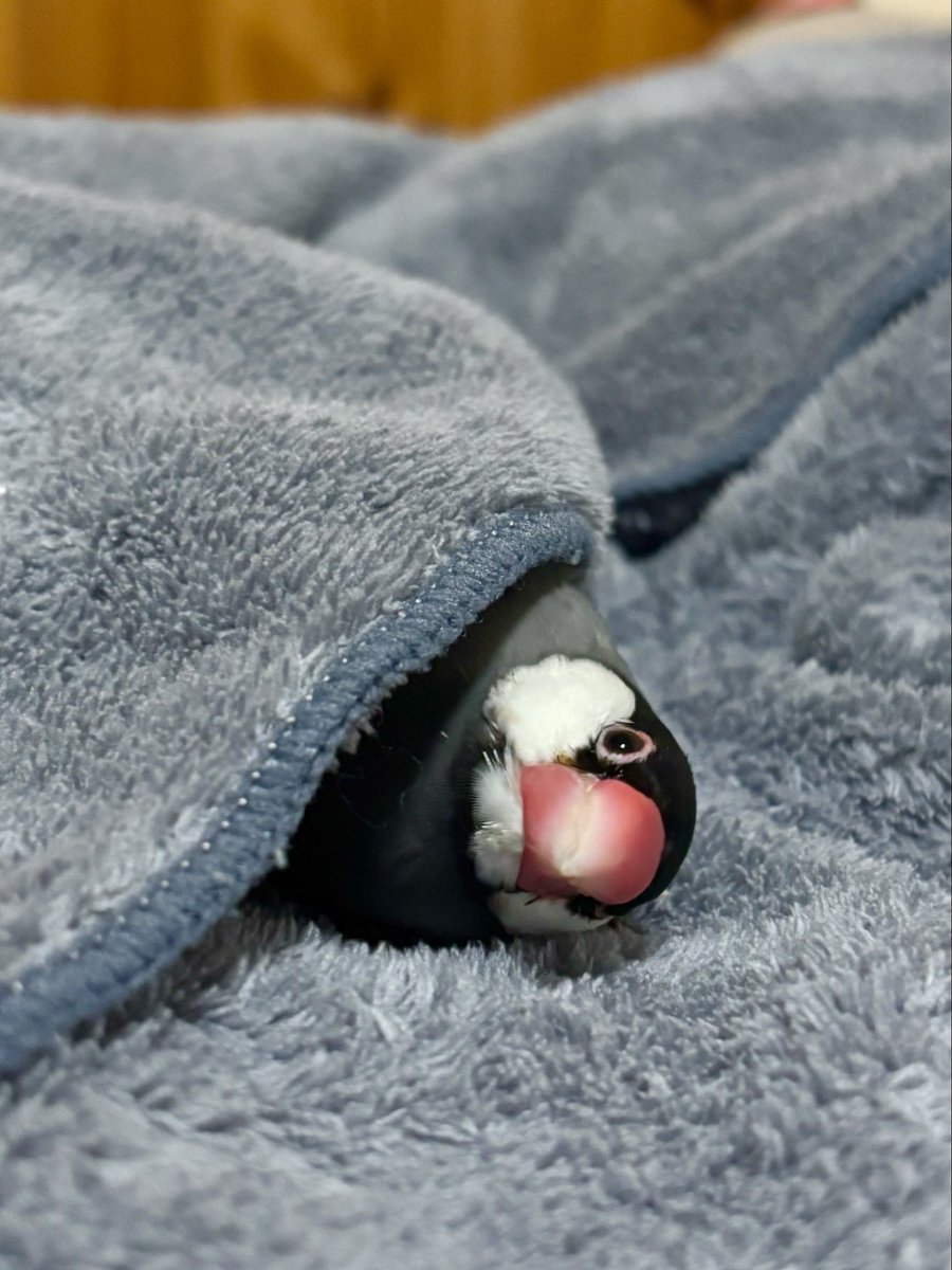 _aicocco_'s tweet photo. 「こもってますけど何か？」

#桜文鳥ぶんじ https://t.co/5fzwhzMiUV