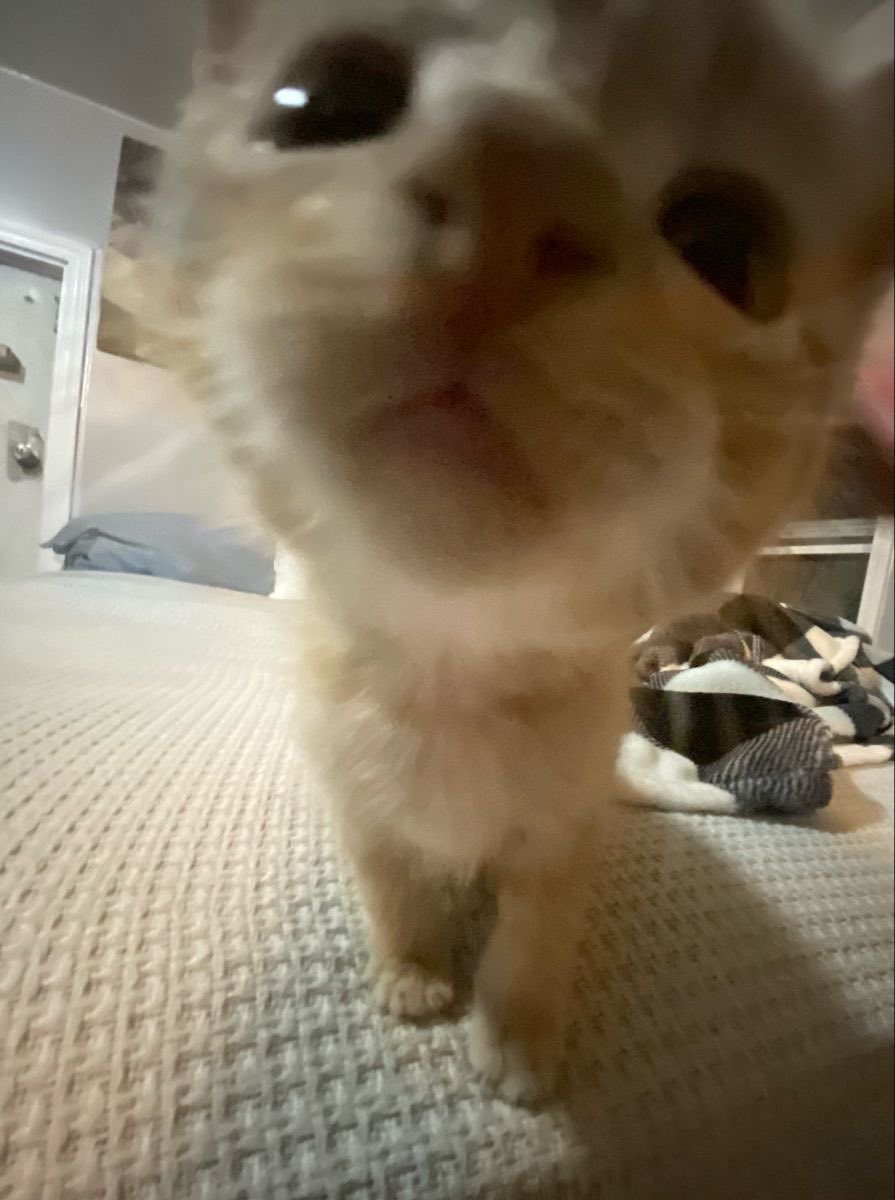aestasol's tweet photo. make a guess, which one is the catto? https://t.co/K2QPH7iTBK