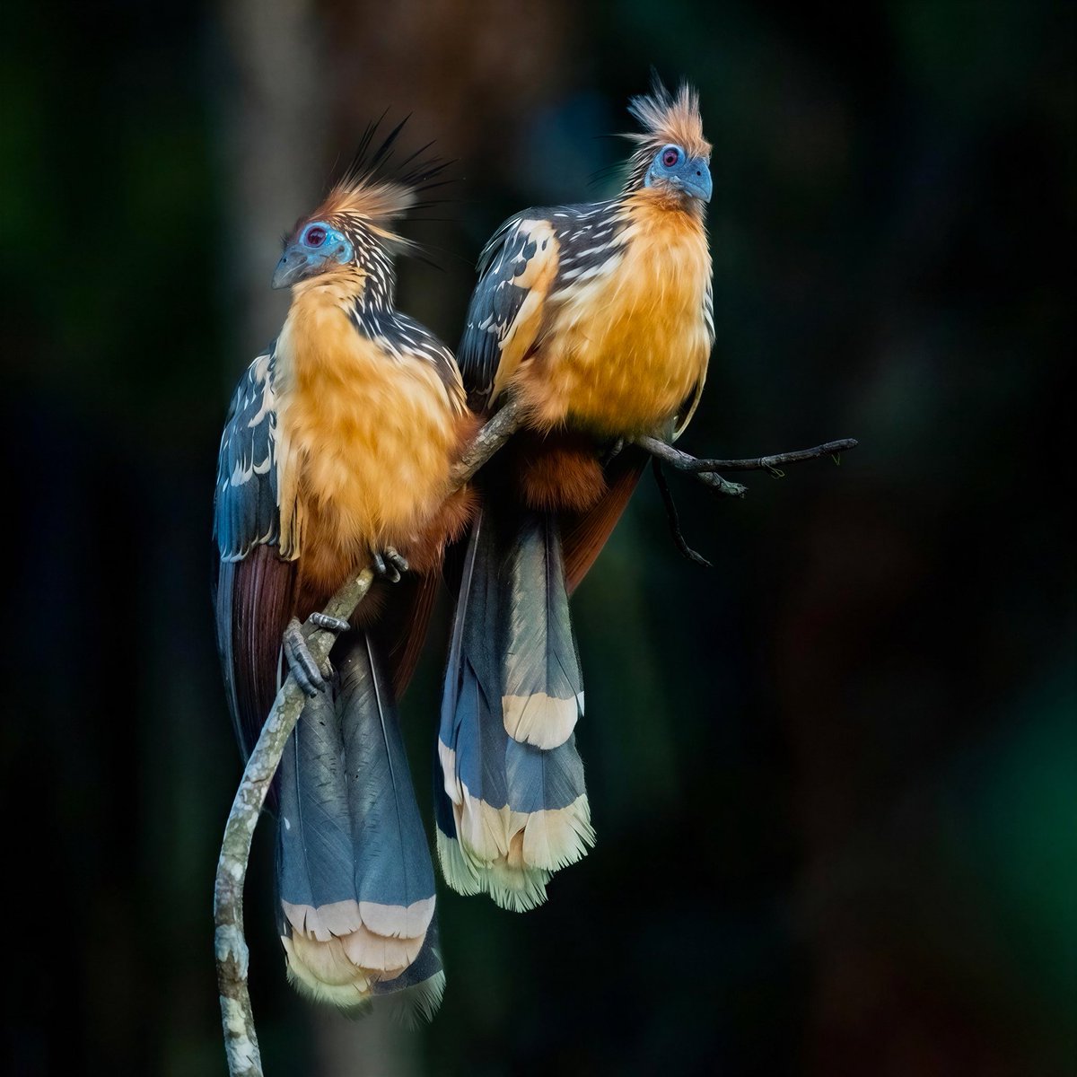 mitoGFP's tweet photo. Meet the Hoatzin: proof that evolution has a sense of humor. 😆 Nicknamed the “stinkbird,” it smells, burps from fermenting leaves like a tiny cow, and somehow still rocks a punk hairstyle. #birdseenin2026 #birds #birdphotography #hoatzin #birdsofecuador #Ecuador #sonyA1 #birdsoftwitter