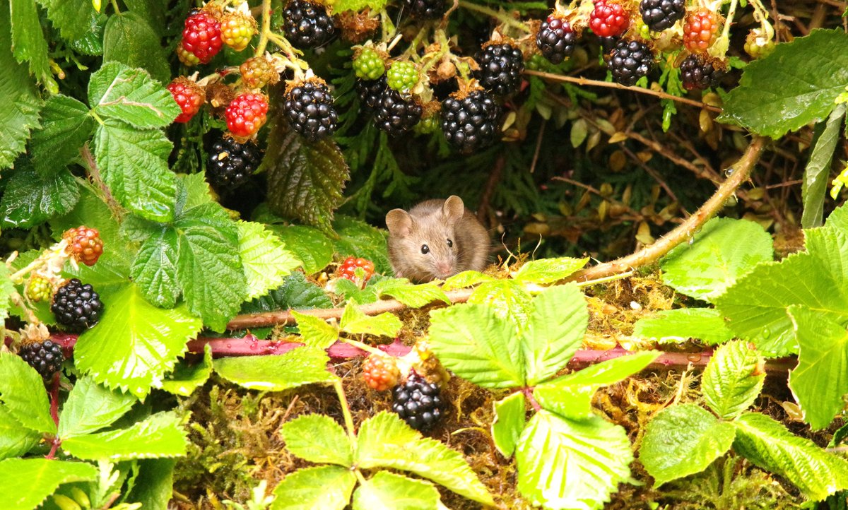 simon_dell_tog's tweet photo. Wild mouse in the hedgerow green,
Nibbling blackberries, wild and free.
With red-stained fingers and a happy heart,
A full little belly, a True work of art! 📷📷 https://t.co/ILAefDnA7Q