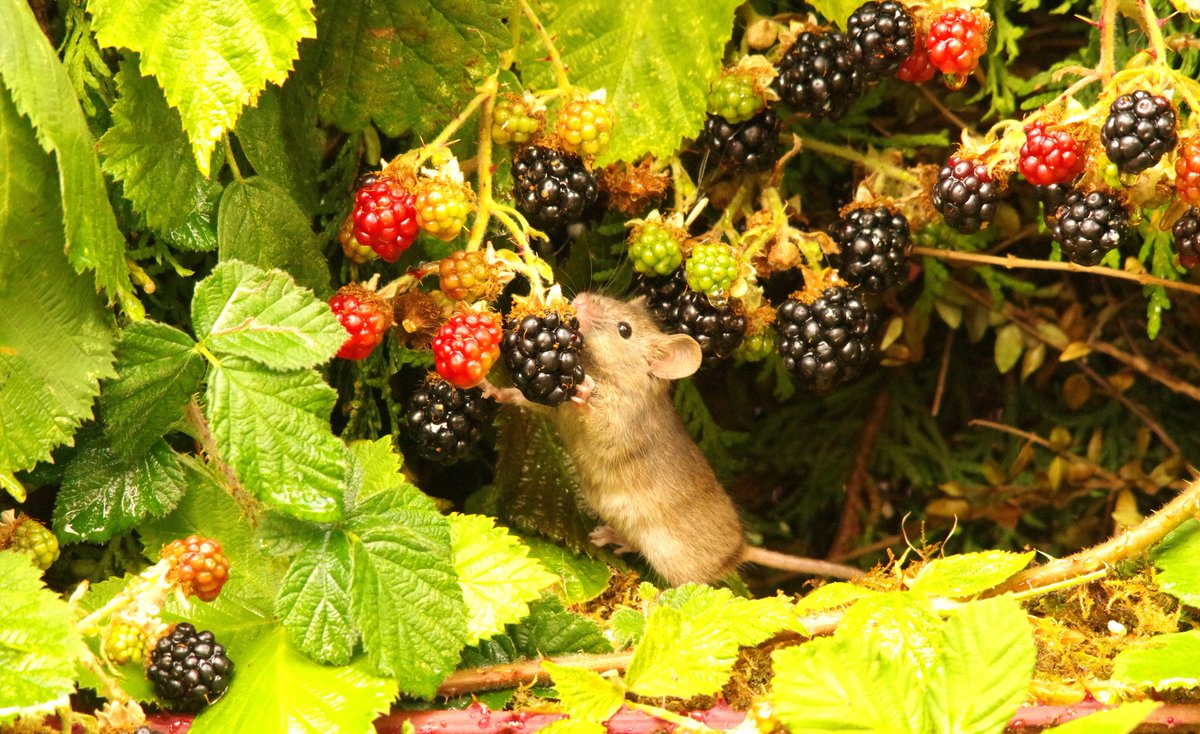 simon_dell_tog's tweet photo. Wild mouse in the hedgerow green,
Nibbling blackberries, wild and free.
With red-stained fingers and a happy heart,
A full little belly, a True work of art! 📷📷 https://t.co/ILAefDnA7Q