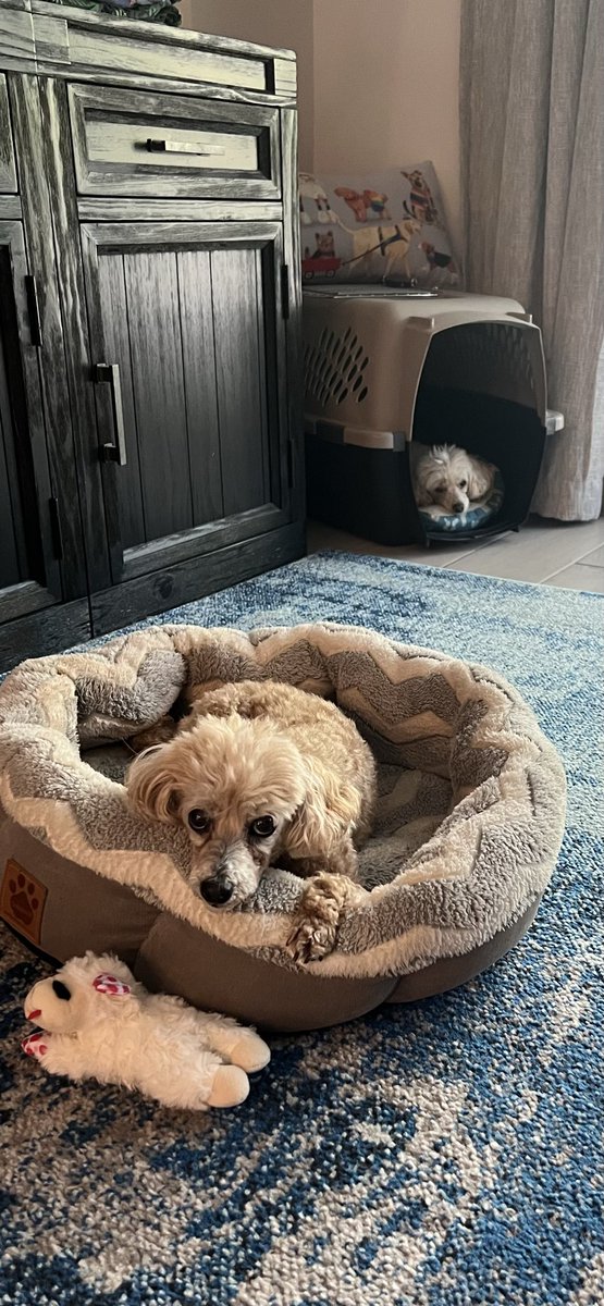 CandM2008's tweet photo. The girls are having a relaxing Saturday https://t.co/oO2a22zR2L