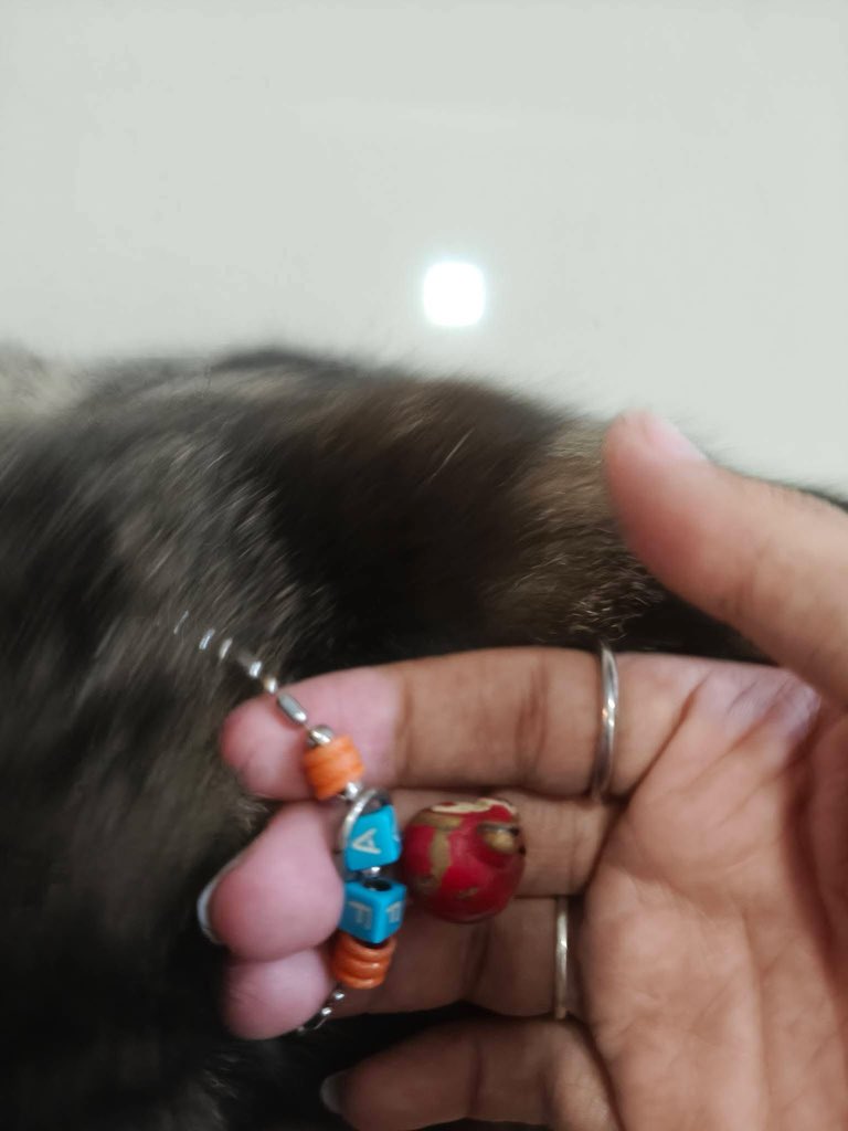RedSkullxxx's tweet photo. 🪧ตามหาเจ้าของ.. น้องแมว🐈
น่าจะพันธุ์ : เอกโซติก ช็อตแฮร์ (ไม่มั่นใจ) 😵
จุดที่เจอน้อง : ตรงที่ชาตแบตรถเทสล่า เซ็นทรัลเวสเกต 🏬🛍️
🗓️เจอน้องวันพฤหัสบดีที่ 23/07/69
⏰เวลาที่เจอ : ประมาณ 14:00 น. ค่ะ
รบกวนช่วยแชร์เพื่อตามหาเจ้าของทีค่ะ ไม่มีประสบการณ์ในการเลี้ยงด้วยค่ะ อยากส่งน้องคืนกลับบ้าน 🥺 น้องดูติดเจ้าของมาก นั่งเฝ้าหน้าประตูตลอดเลยค่ะ และน้องขี้อ้อนมากๆด้วย