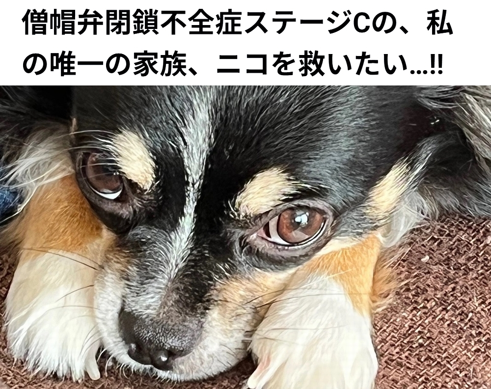 shu_ota2's tweet photo. 🆘#拡散希望🆘
ニコ ちゃん の 僧帽弁閉鎖不全症 の治療費のクラウドファンディングへの御協力お願いします🙇‍♂️
↓
https://t.co/AJKVPv1y5S

残り7日で、達成率40%(残り106万1千円)と、非常に厳しい状況です！
達成率が100%に達しないと支援金を受取る事が出来ません。

ご支援お願い致します🙇‍♂️ https://t.co/hp4jnjBKvx