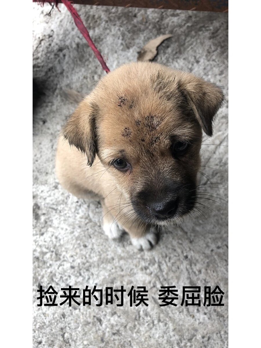 CharlesVanSandt's tweet photo. Watch our rescue pup’s 6-month transformation from timid little ball of fur to our snuggly morning cuddle buddy  Every wag is pure joy! https://t.co/Ix9raASFS1