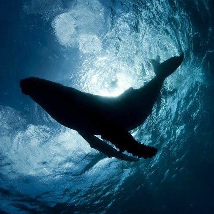 oculink_ophanim's tweet photo. silly thread of whale facts because why are they even used as an insult 𖦹🐋 ⋆｡.ೃ࿔ 🫧

sequel to my pig facts thread to help you unlearn insults xx https://t.co/6Ezk5VOHxq