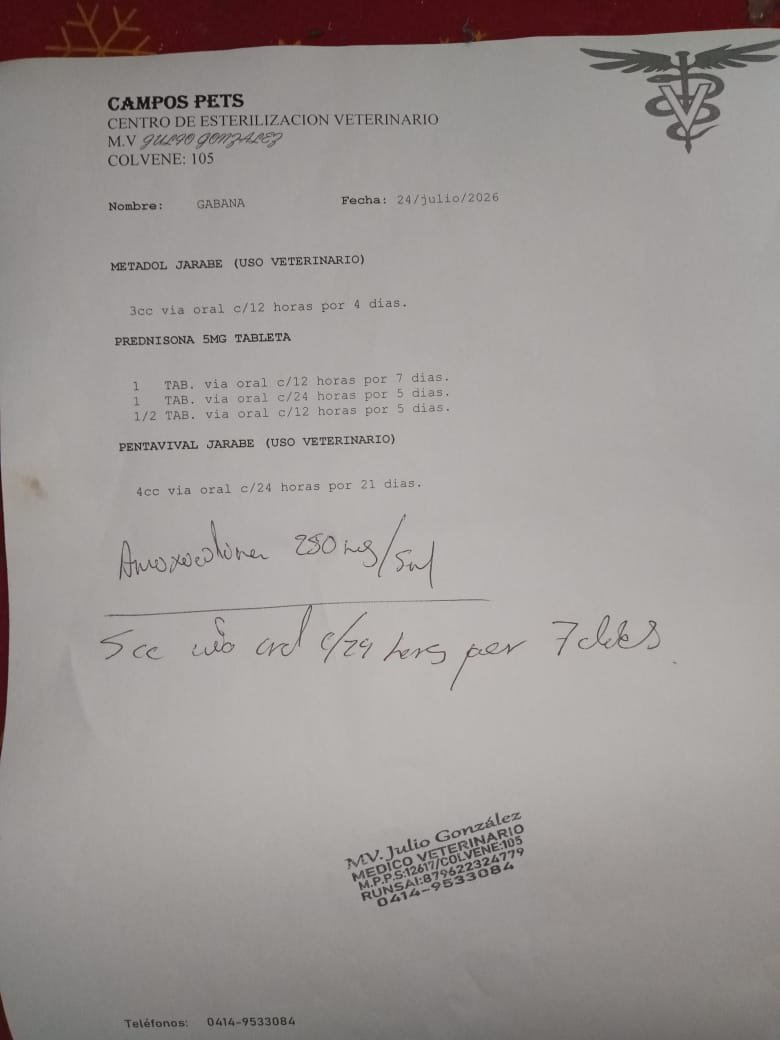 MargaritaPets's tweet photo. Por favor si alguien tiene amoxicilina y metadol no importa que esté usado (en buen estado) y pueda donarlo para Peluche. El  fue atropellado no puede caminar. Su tutor sólo pudo comprar prednisona. #islademargarita #venezuela https://t.co/F28PzegpUZ