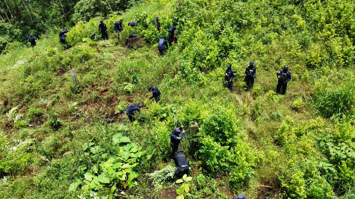360unifiedtv's tweet photo. #NOTICIAS | ¡Golpe al narcotráfico!
Autoridades destruyeron un laboratorio rústico y erradicaron más de 50 mil arbustos de hoja de coca durante un operativo en una zona montañosa del Parque Nacional Sierra Río Tinto. https://t.co/Q3EuLDUZj2