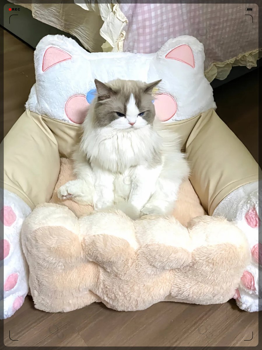 MandyA27440's tweet photo. My grumpy cat has been extra cuddly this rainy weekend—turns out he just needed a cozy human to snuggle with. Best lazy day companion ever  #PetLove， https://t.co/EnVgxIAJJV