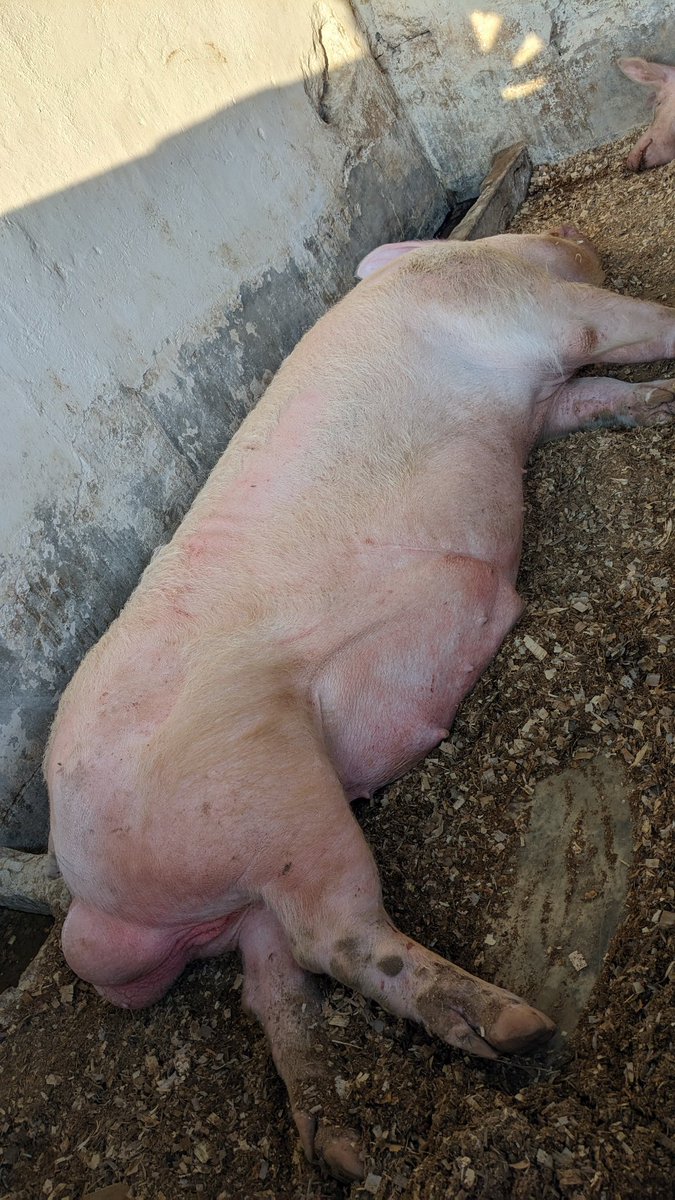 niyo_charles's tweet photo. Found this interesting exhibit at the exhibition!

One of the things that caught my attention was this Comborough boar, weighing an impressive 496 kg at just 2.2 years old! 

What makes it even more interesting is its role in swine breeding through artificial insemination, having already reached an impressive 3,120 doses.

It’s a great reminder that modern livestock production is not only about keeping animals, it’s also about genetics, proper identification, record keeping, breeding management, and innovation to improve productivity. 

Exhibitions like this are a great place to learn, get inspired, and see how technology and good management are transforming agriculture.

What’s the most interesting thing you’ve discovered at the exhibition?

#AnimalProduction
#PigFarming
#RwandaAgriShow2026

@RwandaAgri 
@RwandaAgriBoard 
@RwandAgriExport 
@BRDbank 
@BankofKigali 
@FAORwanda 
@AGRA_Africa 
@SNVworld 
@CARE 
@HeiferRwanda 
@bralirwaplc
@IITARWANDA 
@IITA_CGIAR 
@Cipotato