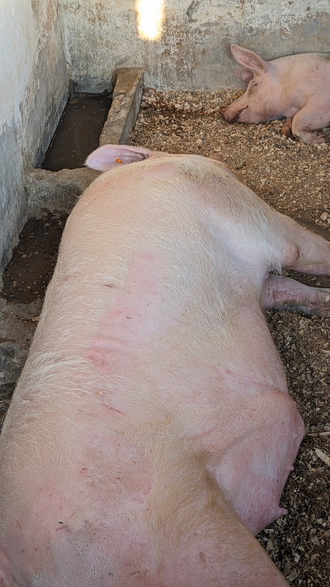 niyo_charles's tweet photo. Found this interesting exhibit at the exhibition!

One of the things that caught my attention was this Comborough boar, weighing an impressive 496 kg at just 2.2 years old! 

What makes it even more interesting is its role in swine breeding through artificial insemination, having already reached an impressive 3,120 doses.

It’s a great reminder that modern livestock production is not only about keeping animals, it’s also about genetics, proper identification, record keeping, breeding management, and innovation to improve productivity. 

Exhibitions like this are a great place to learn, get inspired, and see how technology and good management are transforming agriculture.

What’s the most interesting thing you’ve discovered at the exhibition?

#AnimalProduction
#PigFarming
#RwandaAgriShow2026

@RwandaAgri 
@RwandaAgriBoard 
@RwandAgriExport 
@BRDbank 
@BankofKigali 
@FAORwanda 
@AGRA_Africa 
@SNVworld 
@CARE 
@HeiferRwanda 
@bralirwaplc
@IITARWANDA 
@IITA_CGIAR 
@Cipotato