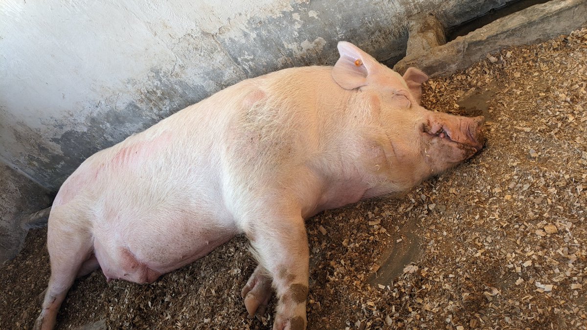 niyo_charles's tweet photo. Found this interesting exhibit at the exhibition!

One of the things that caught my attention was this Comborough boar, weighing an impressive 496 kg at just 2.2 years old! 

What makes it even more interesting is its role in swine breeding through artificial insemination, having already reached an impressive 3,120 doses.

It’s a great reminder that modern livestock production is not only about keeping animals, it’s also about genetics, proper identification, record keeping, breeding management, and innovation to improve productivity. 

Exhibitions like this are a great place to learn, get inspired, and see how technology and good management are transforming agriculture.

What’s the most interesting thing you’ve discovered at the exhibition?

#AnimalProduction
#PigFarming
#RwandaAgriShow2026

@RwandaAgri 
@RwandaAgriBoard 
@RwandAgriExport 
@BRDbank 
@BankofKigali 
@FAORwanda 
@AGRA_Africa 
@SNVworld 
@CARE 
@HeiferRwanda 
@bralirwaplc
@IITARWANDA 
@IITA_CGIAR 
@Cipotato