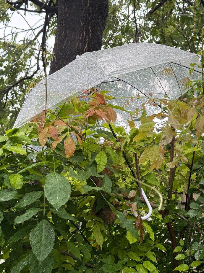 RafaelManfro1's tweet photo. Today’s small win: managed to finish the morning walk despite the drizzle. Feeling warm and grounded, like the little things still matter. https://t.co/JJzpsFesp0