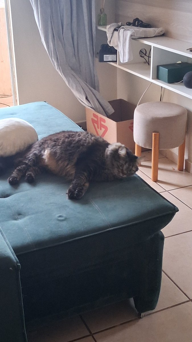 MarvinGayeGoat's tweet photo. tive que tomar banho na casa da minha irmã e me deparo com esse boi que quase nao reconheci https://t.co/JaMU5Wtcny