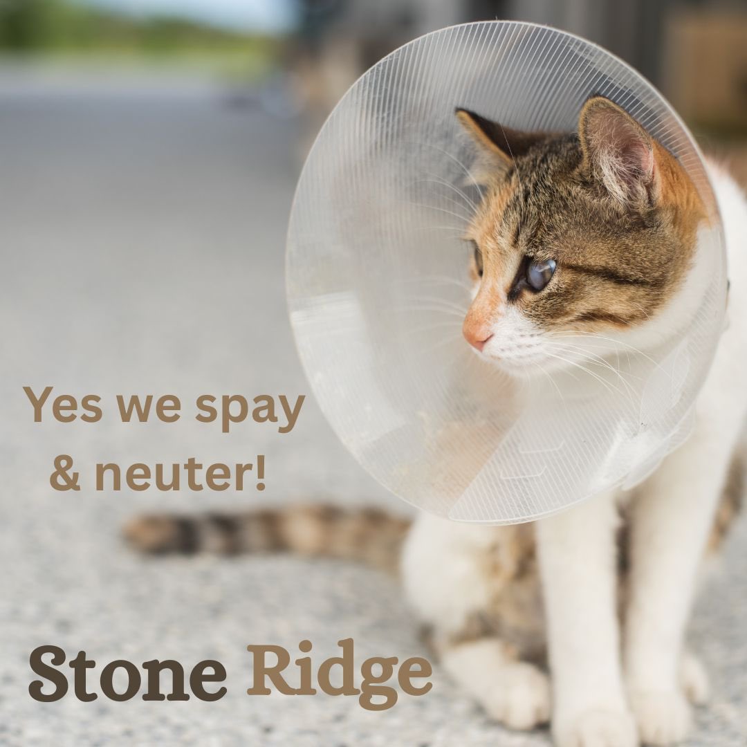 StoneVeterinary's tweet photo. Yes we spay &amp; neuter. 

* Vaccines
* Grooming
* Boarding

Need an appointment? 

Stone Ridge Veterinarian Clinic
https://t.co/lWqSdDUngt

#Veterinarian #Boarding #Grooming #PetMedication

#Riverton #Bluffdale #Draper #Herriman #SouthJordan #Daybreak #IndependenceAtThePoint https://t.co/bgsHkh1G78