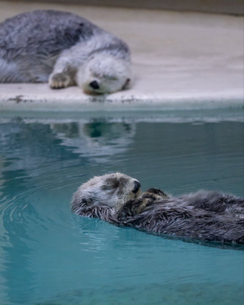 nonkinakasan's tweet photo. おやすみなさい✨
#鳥羽水族館 https://t.co/0BWsnPCVgV