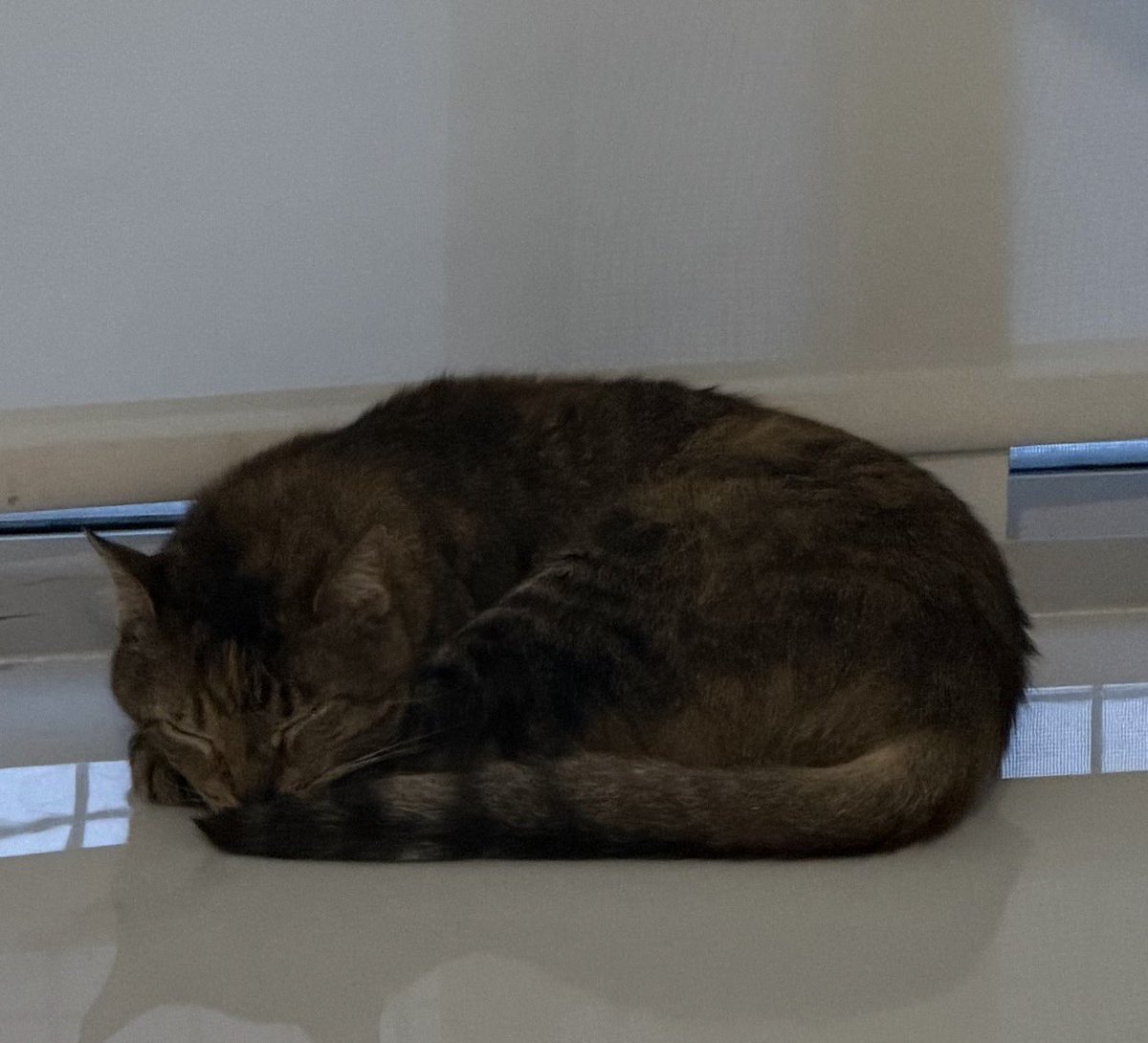 RYPlLLED's tweet photo. @funnifetti AWWW our cats are identical😭 https://t.co/fiQinnkDw1