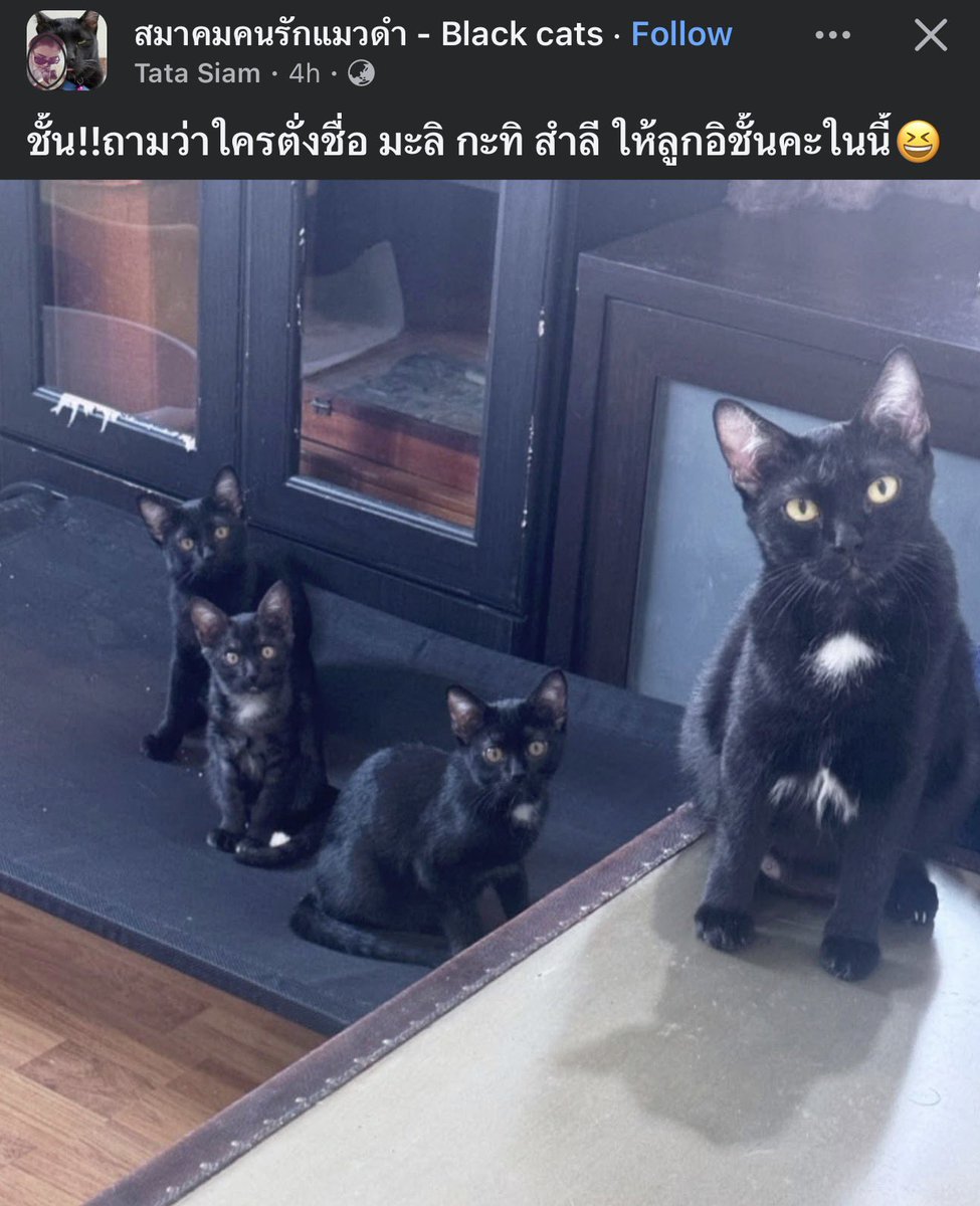 lemonrider_'s tweet photo. ตั้งชื่อได้เฉียบ ทั้ง 3 ตัว 😂😂😂 https://t.co/JUDb9PBALj