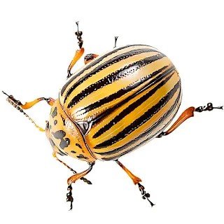 FantasyStocking's tweet photo. Colorado beetle hair colour? https://t.co/fch8dMemp7