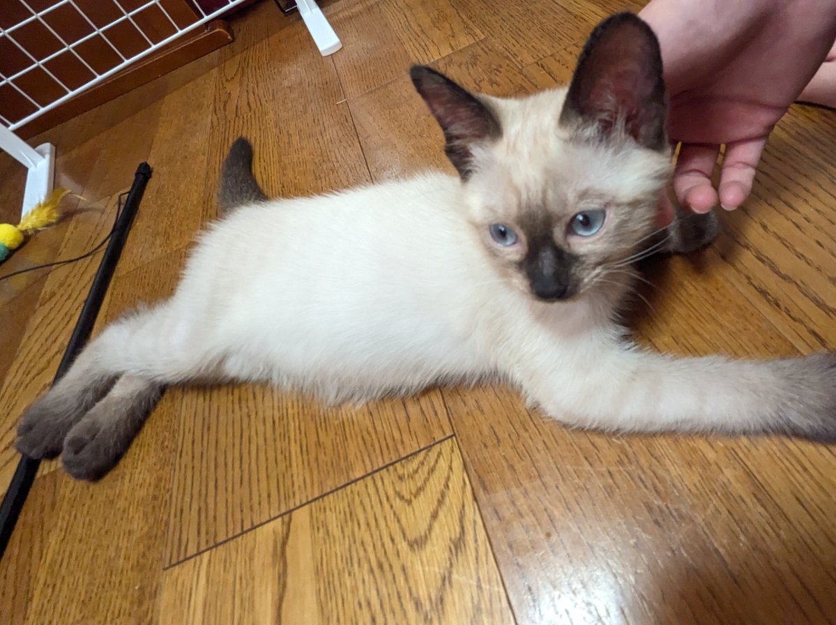 nyamun3's tweet photo. 今までシャムぽくね？って子が二匹いて見事に虎が出てたけど、この子は色も非常にシャムぽい。でも顔に虎がついてるからどうなるか楽しみ。サビ猫ちゃんは前に一匹居たけど耳毛が長く、二匹とも手足が太くて今までにない系統。完治はしてるが免疫力的にも薬は飲んでるのでまだ別部屋。ほんま可愛い。 https://t.co/uFv7hZZJBa