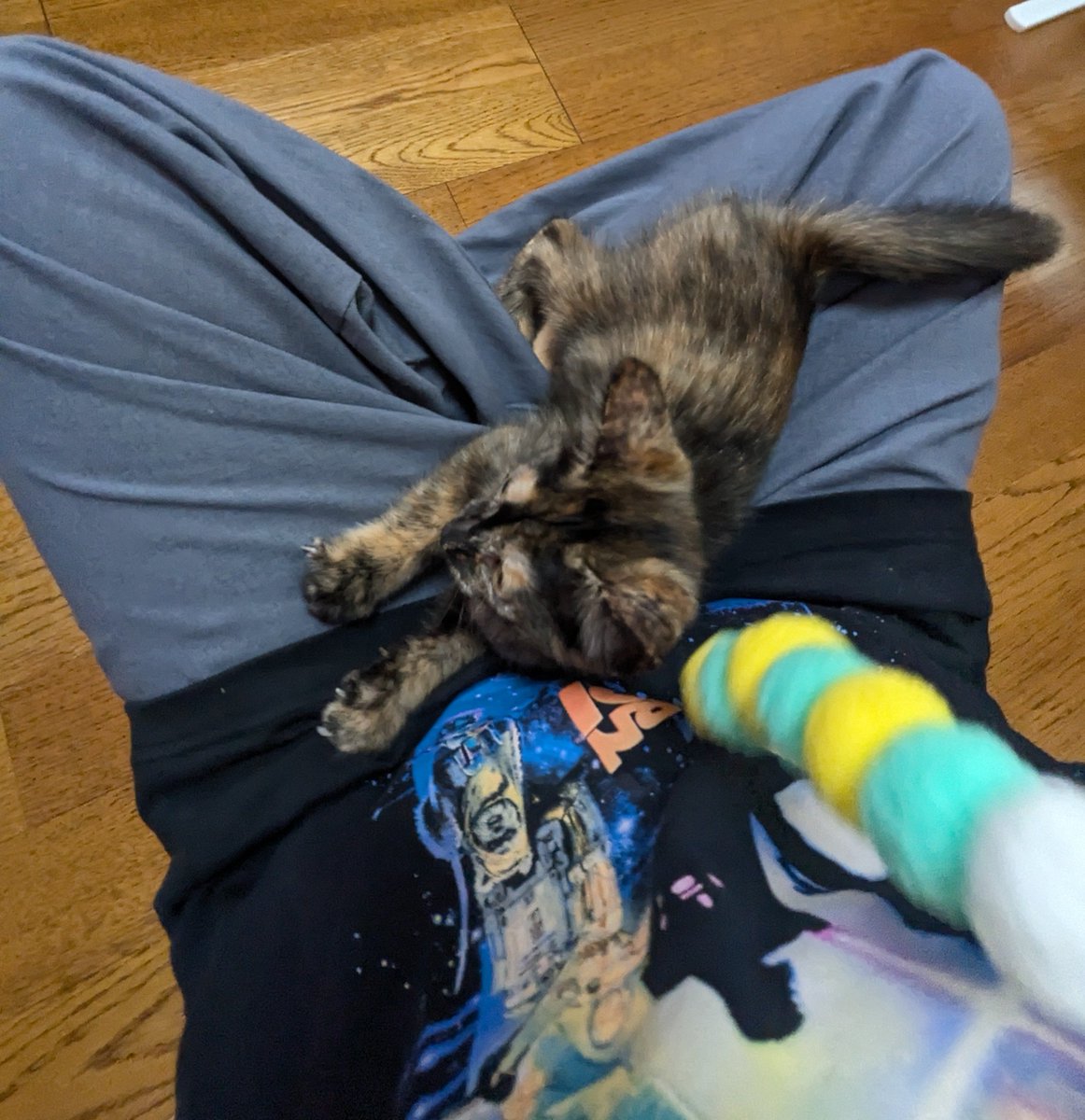 nyamun3's tweet photo. 今までシャムぽくね？って子が二匹いて見事に虎が出てたけど、この子は色も非常にシャムぽい。でも顔に虎がついてるからどうなるか楽しみ。サビ猫ちゃんは前に一匹居たけど耳毛が長く、二匹とも手足が太くて今までにない系統。完治はしてるが免疫力的にも薬は飲んでるのでまだ別部屋。ほんま可愛い。 https://t.co/uFv7hZZJBa