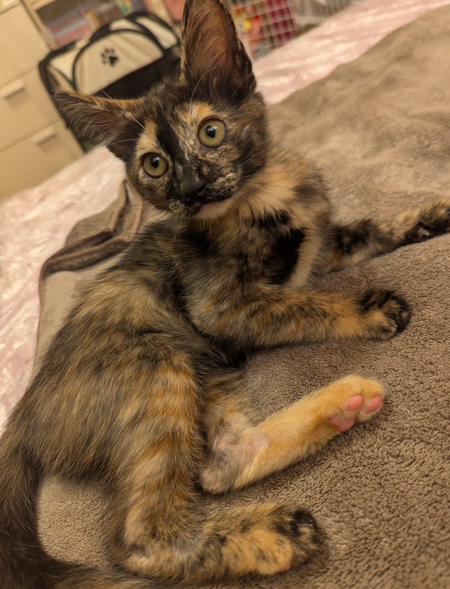 nyamun3's tweet photo. 今までシャムぽくね？って子が二匹いて見事に虎が出てたけど、この子は色も非常にシャムぽい。でも顔に虎がついてるからどうなるか楽しみ。サビ猫ちゃんは前に一匹居たけど耳毛が長く、二匹とも手足が太くて今までにない系統。完治はしてるが免疫力的にも薬は飲んでるのでまだ別部屋。ほんま可愛い。 https://t.co/uFv7hZZJBa
