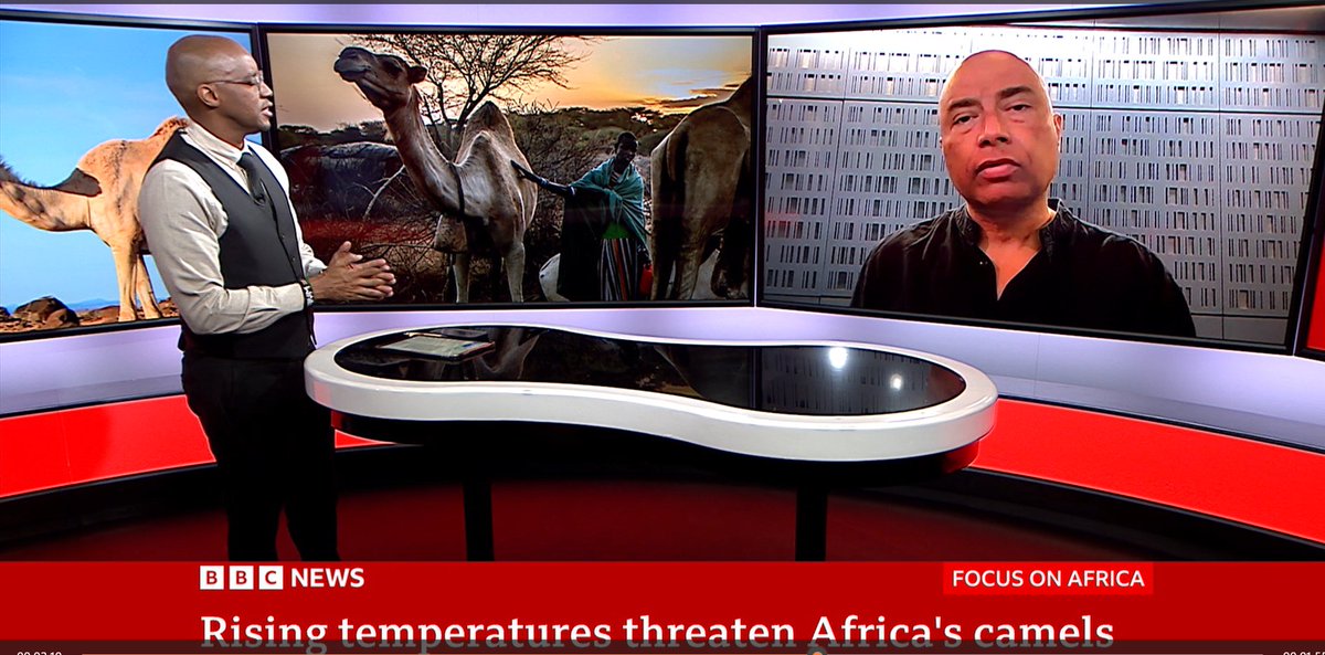 NavinSinghKhadk's tweet photo. #BBC Focus on Africa runs a sequence on my report &amp; has me explain how sustained soaring #temperatures &amp; prolonged #droughts r making camels (that r heat-tolerant) suffer - &amp; even die - in #NorthAfrica &amp; #HornOfAfrica.

Video: https://t.co/Ct5p722CNV
Text: https://t.co/N69tnsgVcm https://t.co/A9cemygb9O