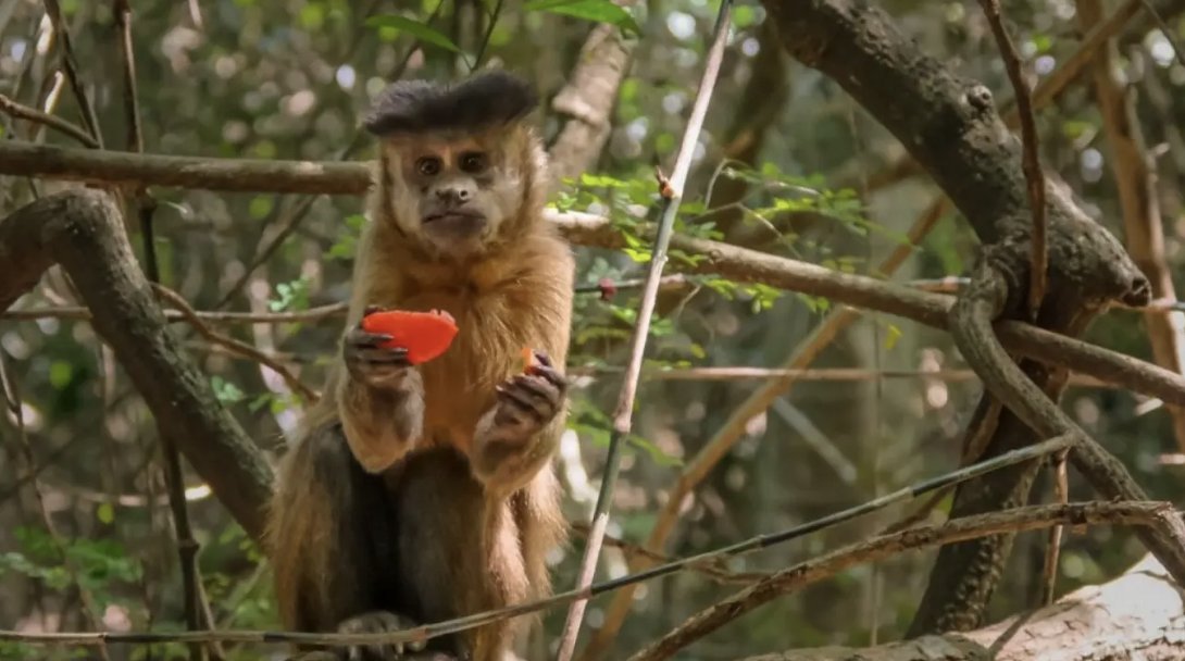 Chequeado's tweet photo. [NUEVO] La historia detrás de los 6 monos que aún esperan salir del último bioterio de primates del país

👉 Seis macacos de entre 13 y 32 años permanecen alojados en el subsuelo del CEMIC en Saavedra, tras el cierre en 2021 del último bioterio de primates que funcionaba en Argentina. El caso se hizo conocido mediante las denuncias de organizaciones por los derechos de los animales.

👉 En enero de 2025, alrededor de 50 monos caí fueron trasladados a un santuario en Sudáfrica. Pero 6 macacos permanecen en Buenos Aires esperando que se resuelva su situación judicial. Se espera que el traslado sea a un santuario en Israel.