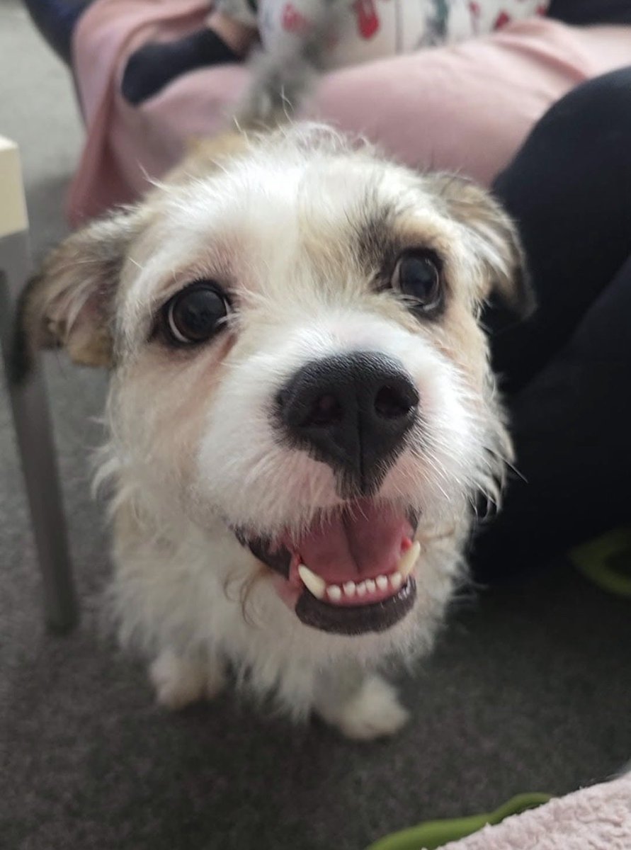 H2RGlasgow's tweet photo. Cher is on our website now 🐾 this lovely lass is 4 years young and looking for someone to love! 
Can you share for Cher? 🐾 ❤️ 

All info here https://t.co/oQw1ZEVXkT https://t.co/aAEfIGl8Oe
