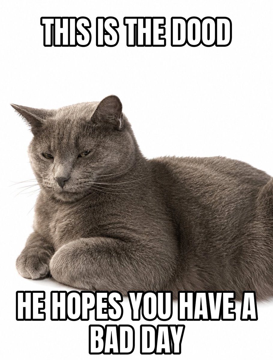 DoodDCat's tweet photo. #TheDood #HappyCaturday https://t.co/aiGpLxs2Wq