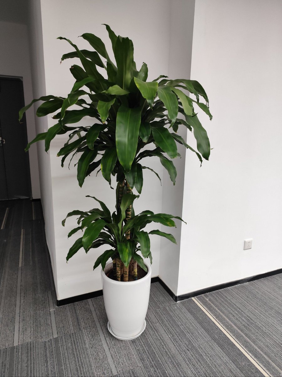 HLDuyLinh2's tweet photo. This desk plant judging me for scrolling my phone at 3pm on a Tuesday… guilty as charged https://t.co/1sGqSYr6tc