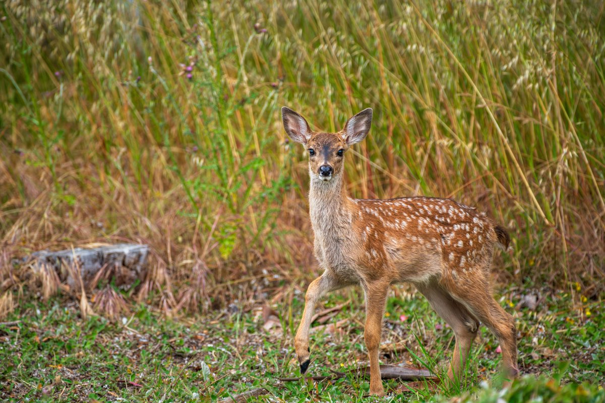CAStateParks's tweet photo. Your State Parks Weekly Digest is here! Click the link ⬇️ below…
🌊 El Capitán SB has reopened with many improvements!
🛠️ The future of preservation is coming to Asilomar State Beach!
🚂 Railroads and the Native American experience.
📷 Cute critters from your state parks! https://t.co/ZBlprT1Uq5
