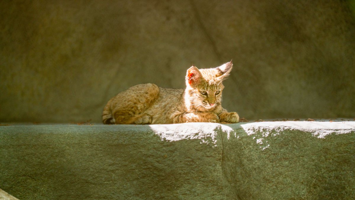 ucmerced's tweet photo. Boomer, Bobbie and Rufus are settling into their newly renovated habitat as the Applegate Zoo reopens after months of improvements🐾 UC Merced helped fund the new bobcat exhibit and announced an additional $20,000 gift toward the zoo's next chapter! 🔗 https://t.co/gwaSqrKi0Z https://t.co/nGBB5TPGQo
