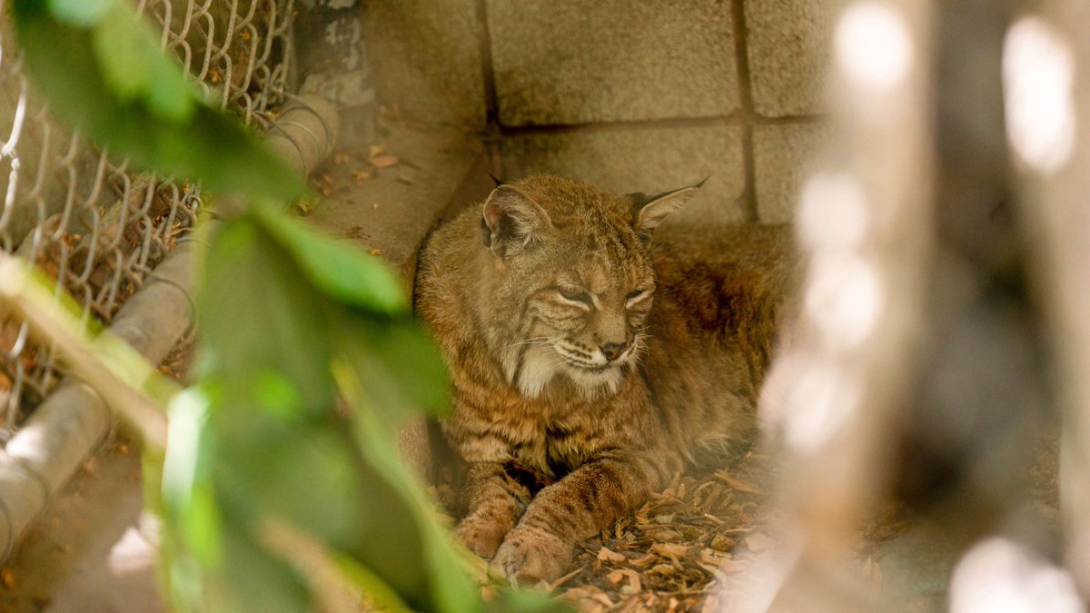 ucmerced's tweet photo. Boomer, Bobbie and Rufus are settling into their newly renovated habitat as the Applegate Zoo reopens after months of improvements🐾 UC Merced helped fund the new bobcat exhibit and announced an additional $20,000 gift toward the zoo's next chapter! 🔗 https://t.co/gwaSqrKi0Z https://t.co/nGBB5TPGQo