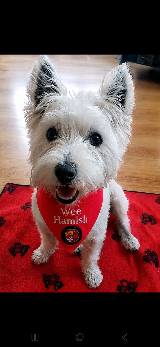 Hamish the little pocket rocket. Fly high Toby 🌈 tweet media