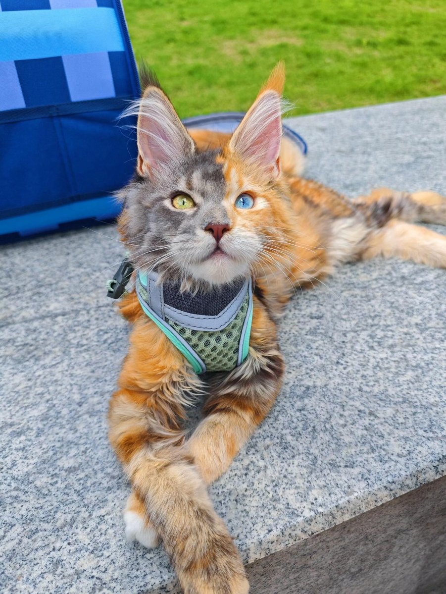 tesnify's tweet photo. A cat is going viral for its extraordinary appearance. 🐱 It has heterochromia and a split-face coat pattern that may indicate chimerism though only genetic testing can confirm it. Its unique look has fascinated millions online. https://t.co/WbbKn0m7zF
