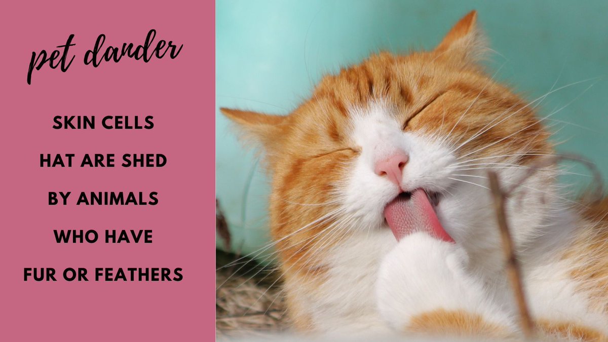 TweetingTruman's tweet photo. #CatWordOfTheDay
#CatTrivia
#CatsOfTwitter
#CatsOf X https://t.co/hLEr6fuJ37