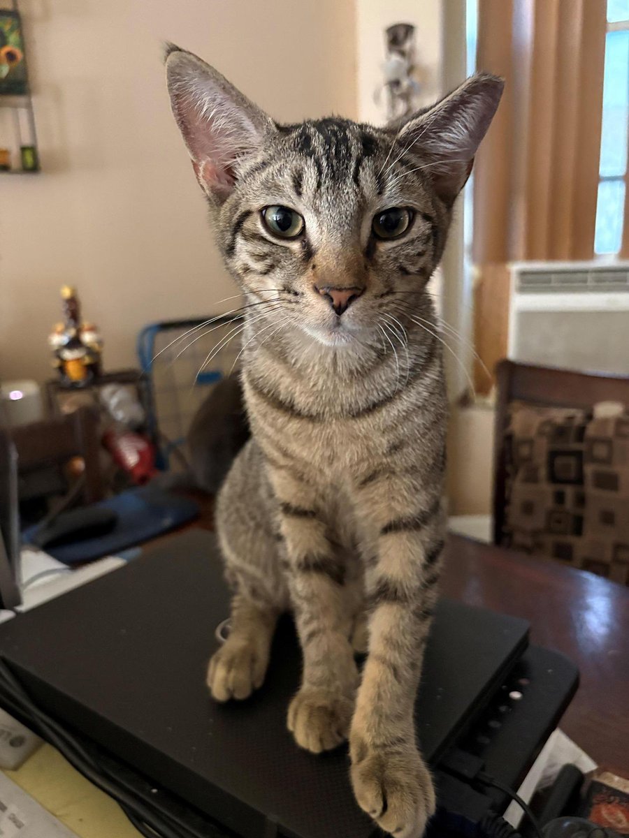 Project MEOW tweet media