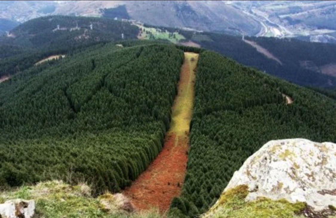 winsdofchange's tweet photo. @ionebelarra @PODEMOS No perdona ,los agricultores y las familias que viven en las montañas de toda vida vivían la leña muerta en la montaña.

Ahora como está prohibido comer hasta una piña los troncos caídos se quedan en el bosque y se secan.

Además no se realizan cortafuegos . https://t.co/sGQgMHZRNa