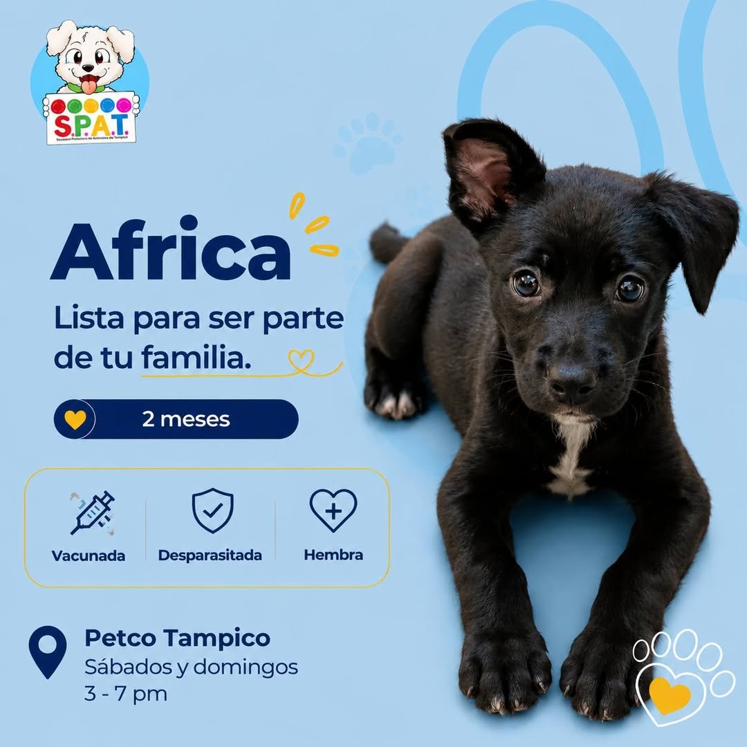 SPAT_AC's tweet photo. La raza nunca ha hecho a un perro más valioso. Lo que realmente los hace extraordinarios es su capacidad de amar, perdonar y seguir moviendo la cola incluso después de haber conocido el abandono. Ellos no nos fallan. No les fallemos nosotros. #Petco #Tampico #PrimeroAdopta https://t.co/XWtEWQtKEw