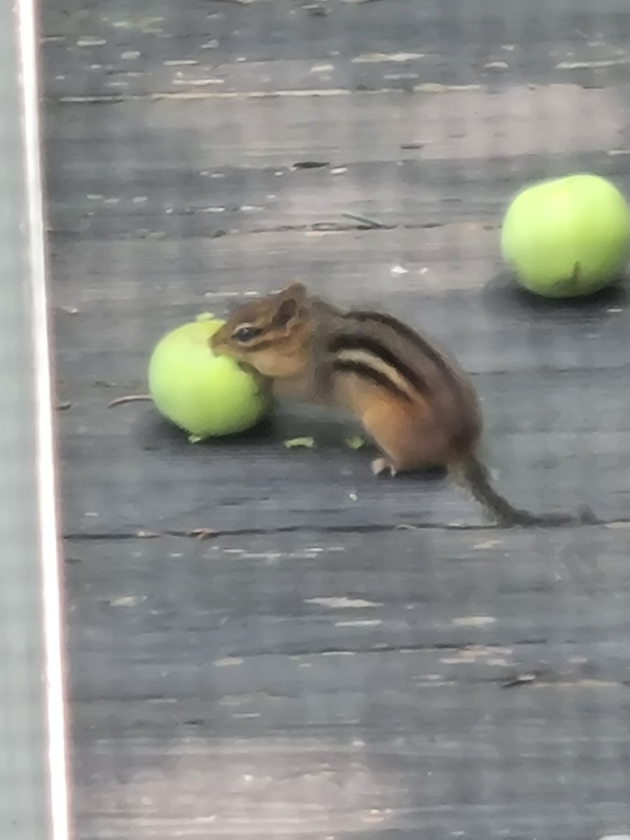 JessicaLauryn_'s tweet photo. Our apples are ripe for the picking! The chipmunks have definitely caught on. π
#summer2026 #animals #backyardfun https://t.co/z8DT9DErzU