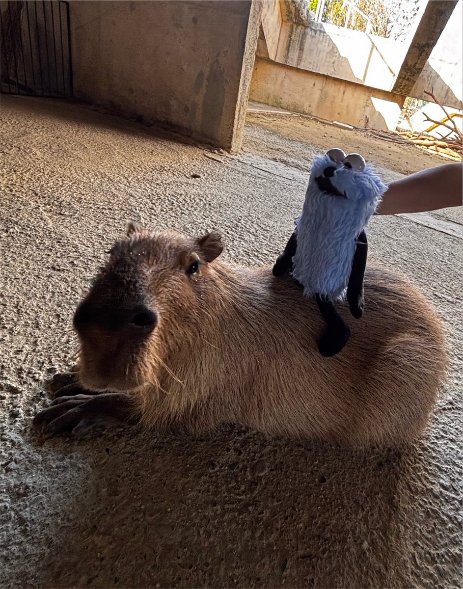 piiconic's tweet photo. 今日はスンスンを連れてお出かけ🌞
あっちが突然ビーバーに会いたいと言って動物園に行くことに🦫
ビーバーって目があんまり良くないんだって、知らなかった！カピパラってすっごい可愛い声で鳴くんだね。餌やり体験ですごいキュンキュンの大合唱だった🥰 https://t.co/bxZvXyttgo